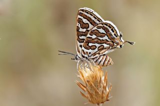 eytanck (Cigaritis acamas)