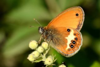 Funda Zpzp Perisi (Coenonympha arcania)