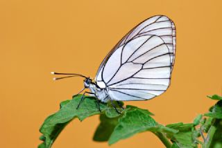 Al Beyaz (Aporia crataegi)