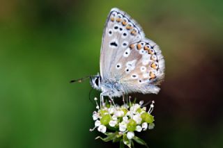 okgzl Orman Esmeri (Aricia artaxerxes)