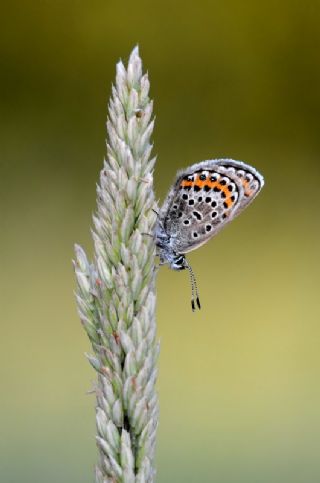 Gm Lekeli Esmergz (Plebejus argus)