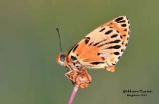 Benekli parhan (Melitaea didyma)