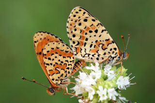 Benekli parhan (Melitaea didyma)