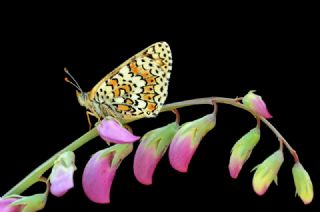 parhan (Melitaea cinxia)