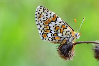 parhan (Melitaea cinxia)