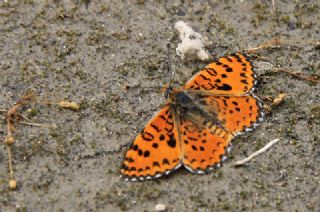 Gzel parhan (Melitaea trivia)