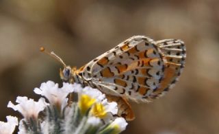 Gzel parhan (Melitaea trivia)