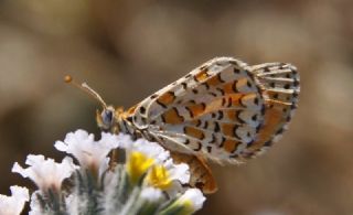 Gzel parhan (Melitaea syriaca)