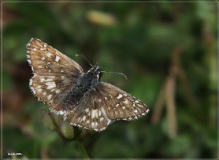 Zeytuni Zpzp (Pyrgus serratulae)