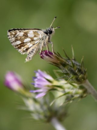 Kzl Zpzp (Spialia orbifer)