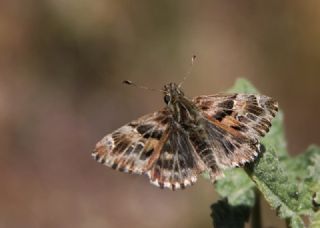 Hatmi Zpzp (Carcharodus alceae)