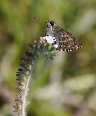 Hatmi Zpzp (Carcharodus alceae)