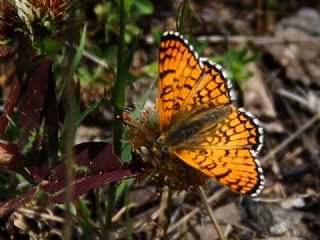 Cezayirli parhan (Melitaea ornata)