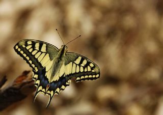 Krlangkuyruk (Papilio machaon)