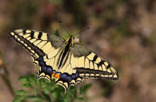 Karagz (Ypthima asterope)