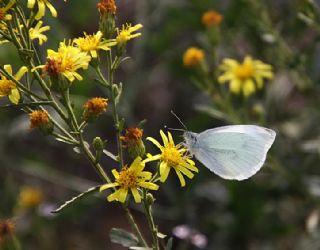 Byk Beyazmelek  (Pieris brassicae)