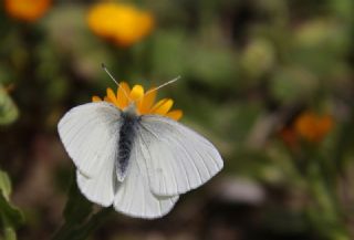 Kk Beyazmelek (Pieris rapae)