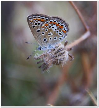 okgzl Mavi (Polyommatus icarus)