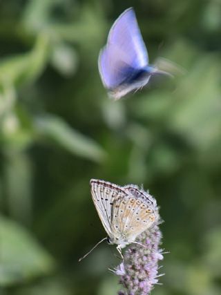 okgzl Anadolu illi Mavisi (Polyommatus ossmar)