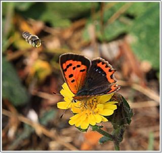 Benekli Bakr Gzeli (Lycaena phlaeas)