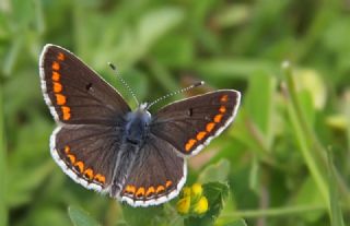 okgzl Esmer (Aricia agestis)