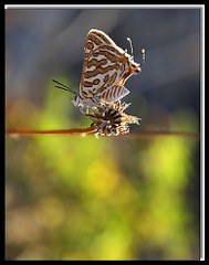 eytanck (Cigaritis acamas)