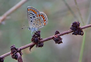 okgzl Mavi (Polyommatus icarus)