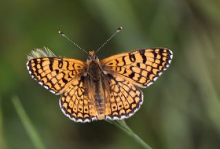 parhan (Melitaea cinxia)