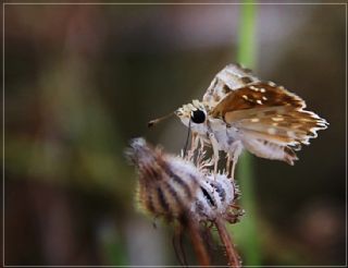 ark Zpzp (Carcharodus orientalis)
