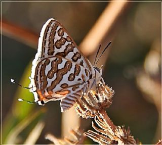 eytanck (Cigaritis acamas)