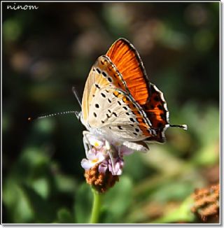 Kk Ate Gzeli (Lycaena thersamon)