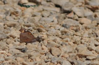 itlembik Kelebei (Libythea celtis)