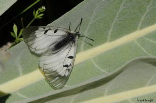 Dumanl Apollo (Parnassius mnemosyne)