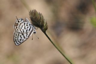 Balkan Kaplan (Tarucus balkanicus)