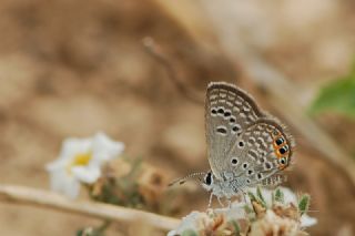 Mcevher Kelebei (Chilades trochylus)