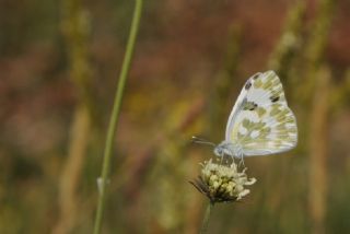 Yeni Beneklimelek (Pontia edusa)