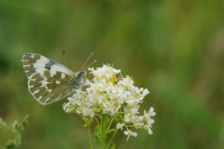Yeni Beneklimelek (Pontia edusa)