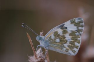 Yeni Beneklimelek (Pontia edusa)