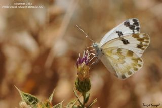 Yeni Beneklimelek (Pontia edusa)