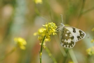 Yeni Beneklimelek (Pontia edusa)