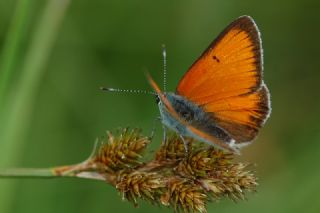 Ate Bakr Gzeli (Lycaena candens)