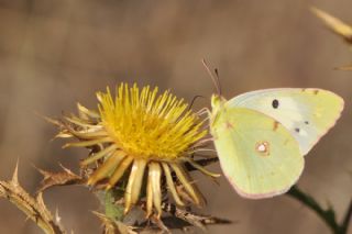 Sar Azamet (Colias croceus)