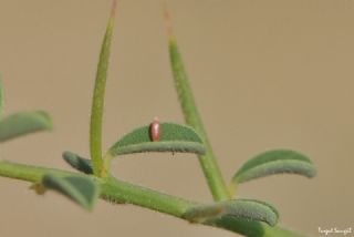 Sar Azamet (Colias croceus)
