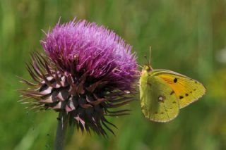 Sar Azamet (Colias croceus)