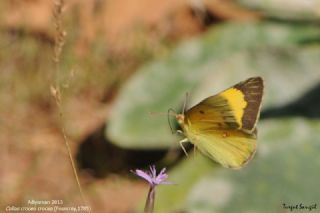Sar Azamet (Colias croceus)