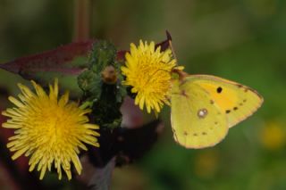 Sar Azamet (Colias croceus)