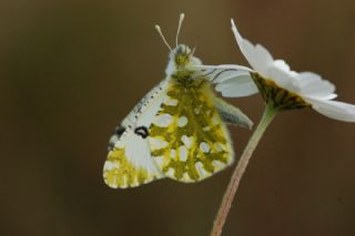 Da Oykls (Euchloe ausonia)