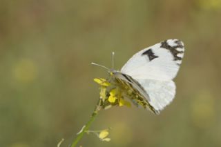 Da Oykls (Euchloe ausonia)