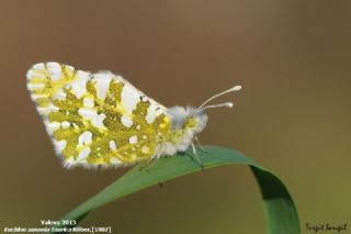 Da Oykls (Euchloe ausonia)
