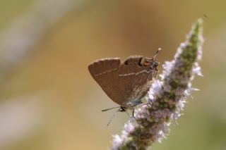 Gzel Sevbeni (Satyrium spini)